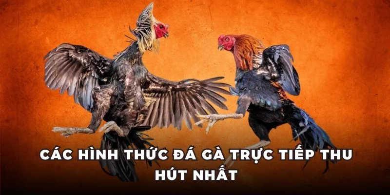 Các hình thức đá gà trực tiếp thu hút nhất