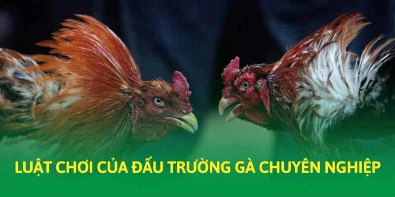 Luật chơi của đấu trường gà chuyên nghiệp