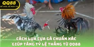 Cách Lựa Cựa Gà